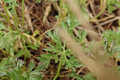 Geranium multisectum