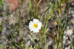 Layia glandulosa
