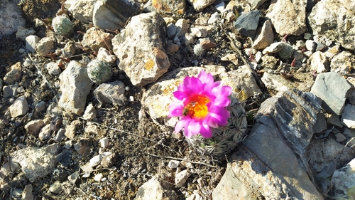 Chihuahuan Beehive