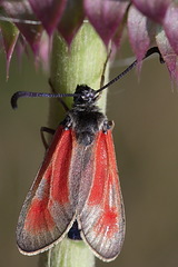Zygaena punctum