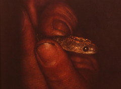 Telescopus dhara dhara