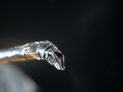 Hemicordulia eduardi