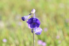 Delphinium variegatum