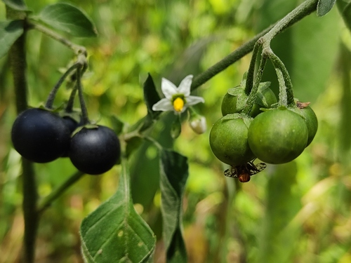 Solanum nigrescens