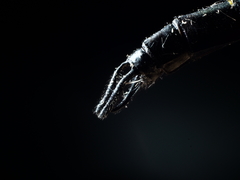 Hemicordulia eduardi