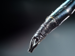 Hemicordulia eduardi