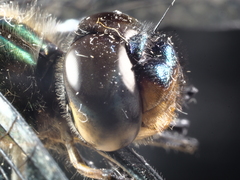 Hemicordulia eduardi