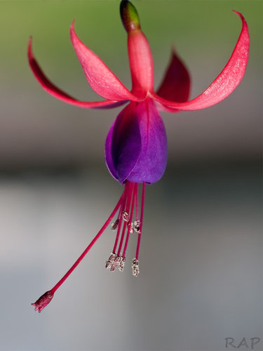 Fuchsia magellanica