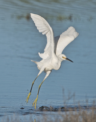 Snowy Egret photo 5