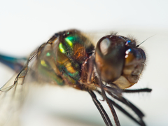 Hemicordulia eduardi