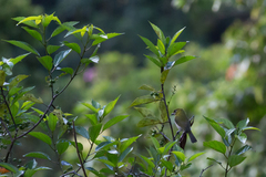 Cyclarhis nigrirostris