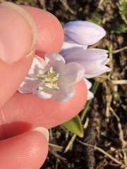 Scilla mischtschenkoana