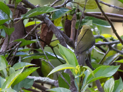 Cyclarhis nigrirostris