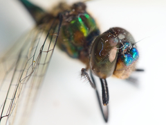 Hemicordulia eduardi