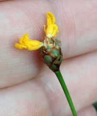 Xyris elliottii