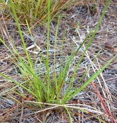 Xyris elliottii