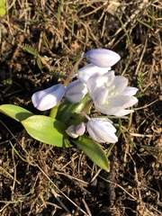 Scilla mischtschenkoana