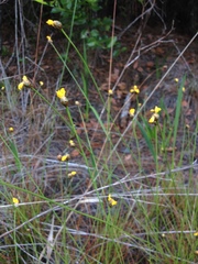 Xyris elliottii
