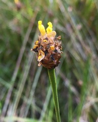 Xyris fimbriata