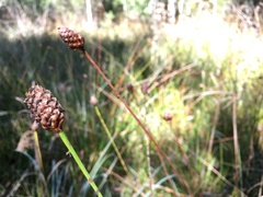 Xyris fimbriata
