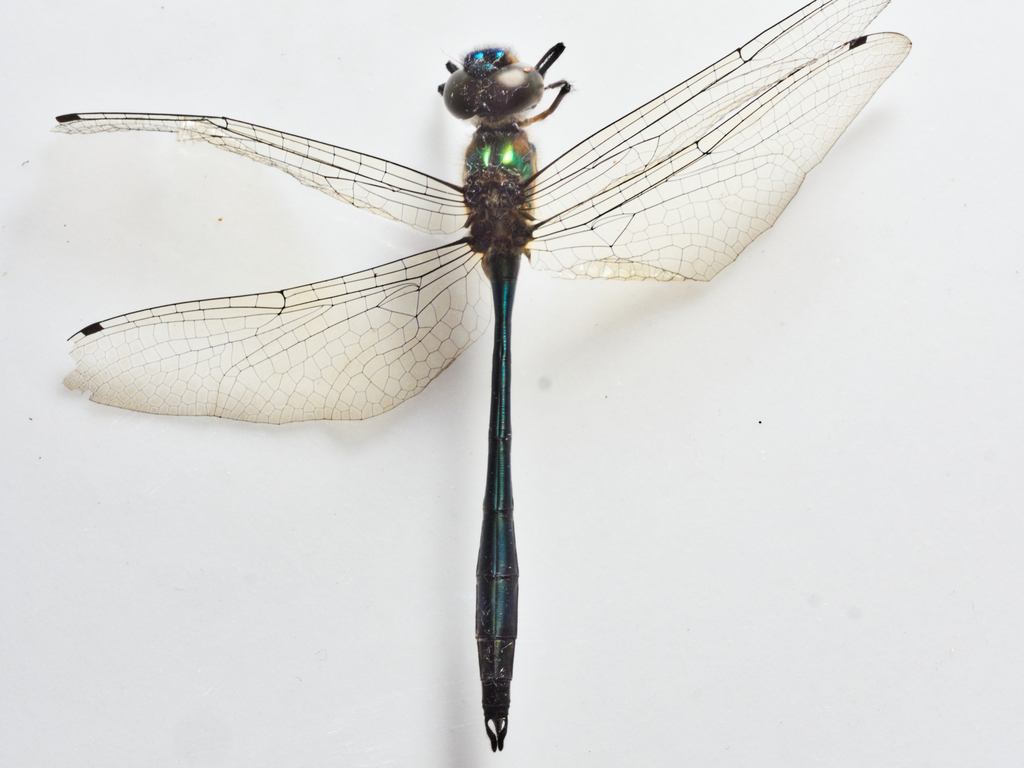 Hemicordulia eduardi