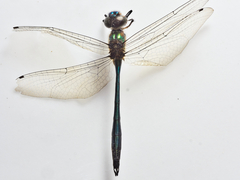 Hemicordulia eduardi