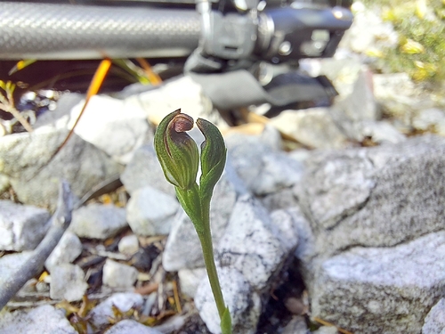 Image of Pterostylis aphylla by (c) Brendan Costello, some rights reserved (CC BY)