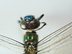 Hemicordulia eduardi