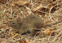 Sigmodon arizonae