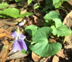 Viola edulis