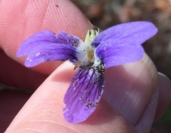 Viola edulis