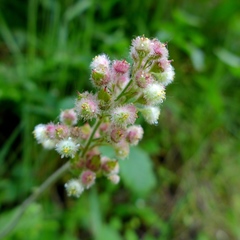 Heuchera pilosissima