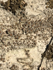 Lecanora argentata