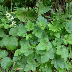 Heuchera pilosissima