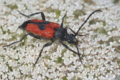 Stictoleptura cordigera