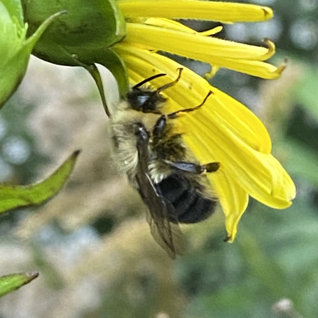 Common Eastern Bumble Bee from Lincoln Park, Chicago, IL, US on October ...