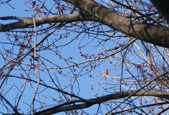 Cardinalis cardinalis cardinalis