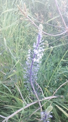 Scilla hyacinthoides