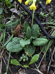 Primula veris