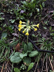 Primula veris