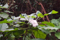 Clerodendrum chinense