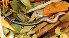 Chalcides viridanus