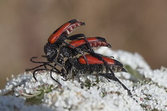 Stictoleptura cordigera