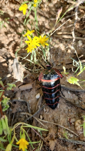 Megetra cancellata