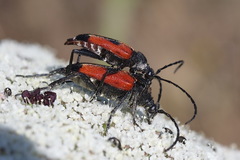 Stictoleptura cordigera