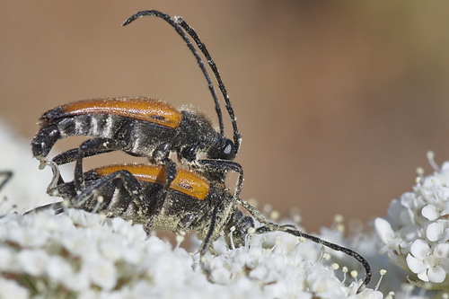 tawny longhorn beetle, photo 3 of 10