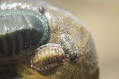 Ischnochiton maorianus