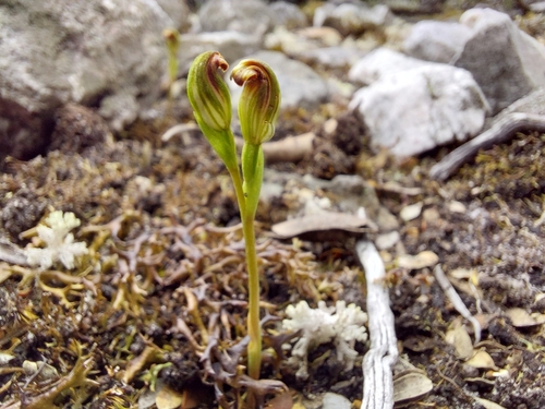 Image of Pterostylis aphylla by (c) Brendan Costello, some rights reserved (CC BY)