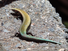 Chalcides viridanus