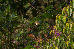 Cyclarhis nigrirostris